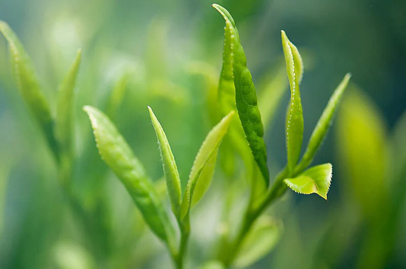 <p>Protege los tejidos bucales</p>