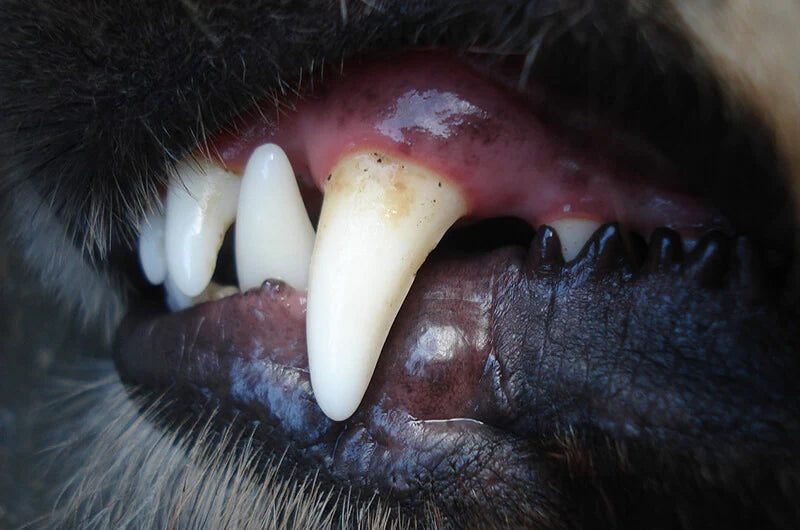 <p>Favorece la salud de las encías</p>